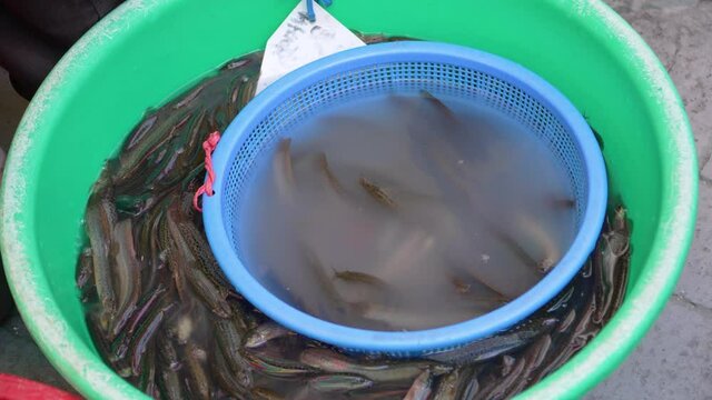 mudfish, the ingredients of Korean stamina traditional food