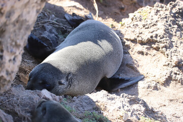 Fototapeta premium sleeping elephant