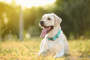 Cute Labrador outdoors on summer day