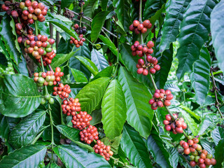 coffee cherry at coffee farm