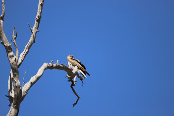 bird on a tree