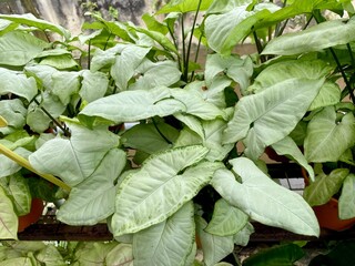 yam plants growing in the garden