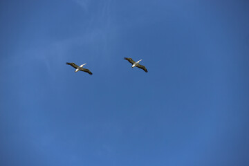 birds in flight