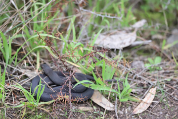 mushroom in the grass