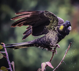 bird of prey