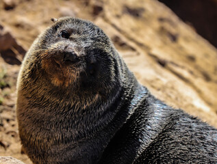 sea lion cub