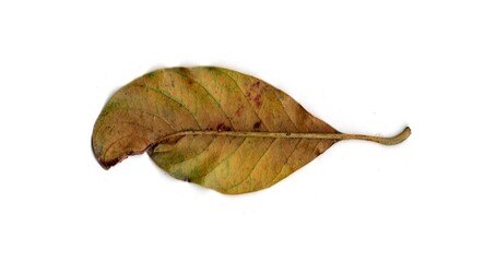 dry leaf isolated on white background