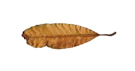 Fototapeta premium dry leaf isolated on white background