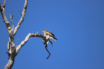 black backed shrike