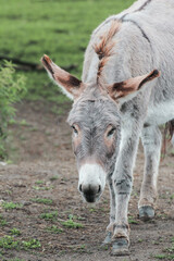 Portrait of a grey donkey on a pasture outdoors
