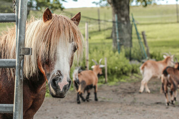 Portrait of a pinto shetland pony looking straight into camera with goats in the background....