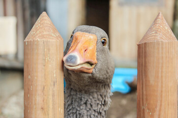 Portrait of a goose looking curiously through a wooden fence © Annabell Gsödl