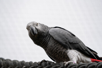 Gray parrot sitting on a branch