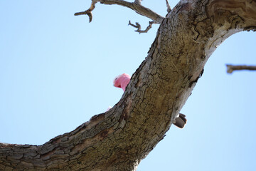 woodpecker on a tree