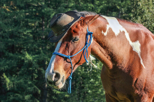 desensitizing a horse to scary objects - portrait of a warmblood mix breed pinto. A horse wearing a rope halter and a cowboy hat