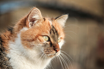 Portrait of a tricolored cat