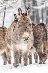 Tuinposter Portrait of a grey donkey on a snowy winter paddock © Annabell Gsödl