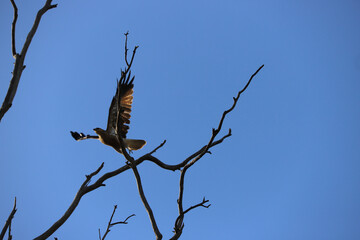 eagle on tree