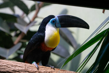 Bird in a tree in the Rainforest