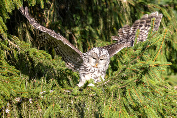 Ein startender Habichtskauz frontal vor einem Nadelbaum