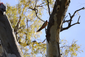 woodpecker on a tree