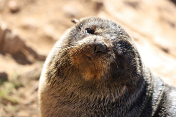 sea lion on rock