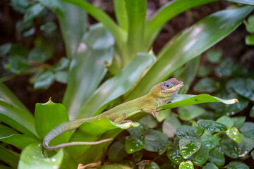 Green lizard gecko in the rainforest