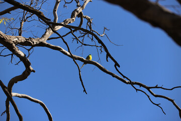 tree branches against blue sky