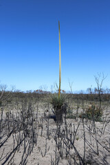 cactus in the desert