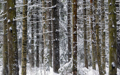 Snow - covered winter forest . Leningrad region . Vsevolozhsk.