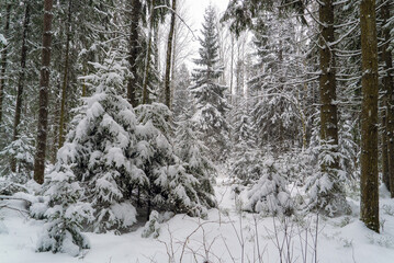 The edge of the forest with snow-covered fir trees and pine trees, winter landscap.