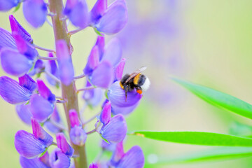 Lupinen in der Schweiz
