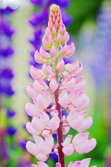 Lupinen in der Schweiz