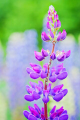 Lupinen in der Schweiz