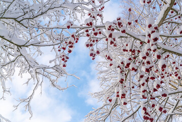 Snowy branches with red mountain ash berries on a blue sky background .