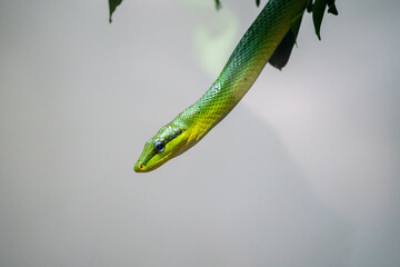 Green snake hanging out of a tree
