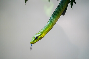 Green snake hanging out of a tree