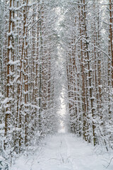 Winter snow-covered path through the forest after a snowfall.