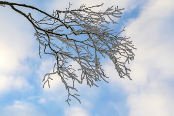 A birch branch covered with frost and snow against a blue sky with clouds.