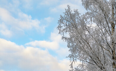 Fototapeta na wymiar Birch branches covered with frost and snow against a blue sky with clouds.