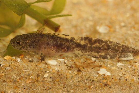 Closeup on a dark aquatic larvae of the Hokkaido salamander, Hynobius retardatus resting on the botom