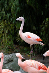 Flamingos closeup