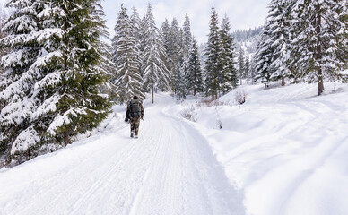 Traveler walks through forest path in winter