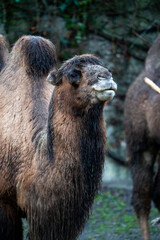 Obraz premium Madagaskar Lemur in the tree tops