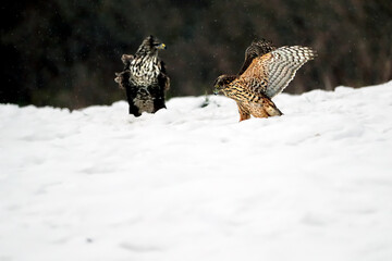 The northern goshawk (Accipiter gentilis), a female hawk in the snow near prey with a buzzard. Different species of birds of prey in the snow in the winter forest.