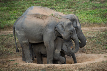 elephant in the wild