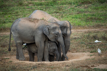 elephants in the wild