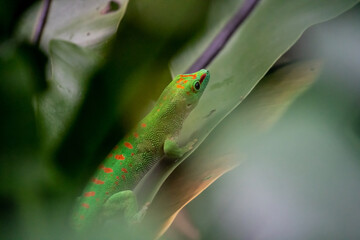 Green lizard gecko in the rainforest