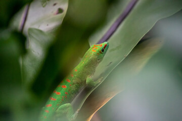 Green lizard gecko in the rainforest