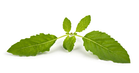 Holy Basil,Ocimum sanctum of Thai isolate on white background